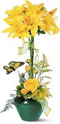 Lily Topiary Davenport Florist - Same Day Flower Delivery - Flower Power 